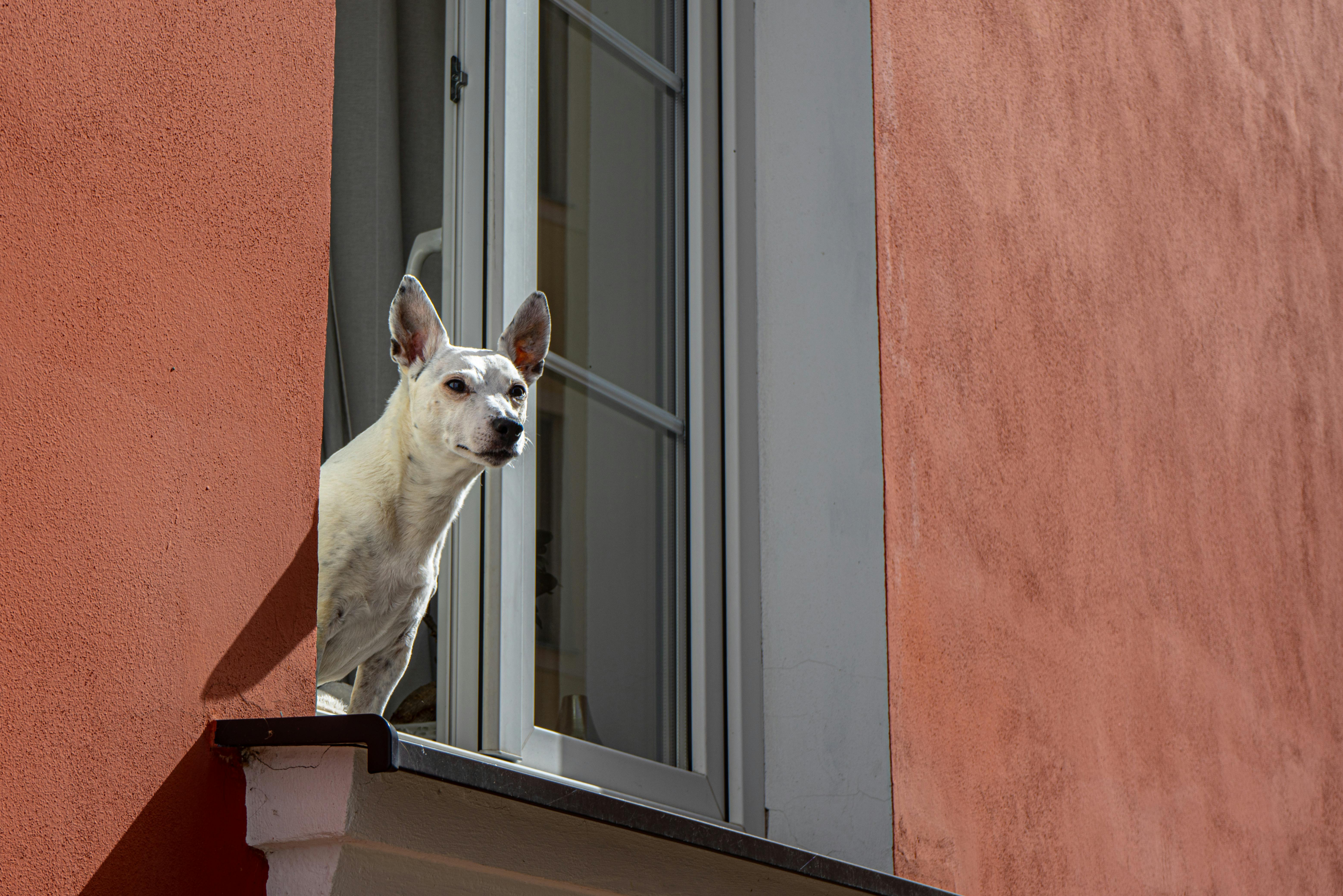 Dog Looking Out Window